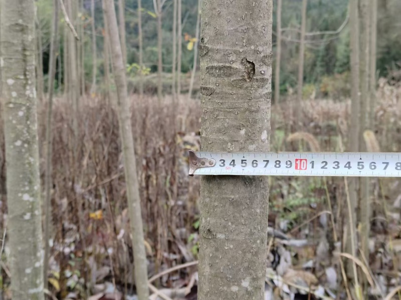 恩施厚朴树常年供应，皮质细腻，香气浓郁，欢迎现场指导选购