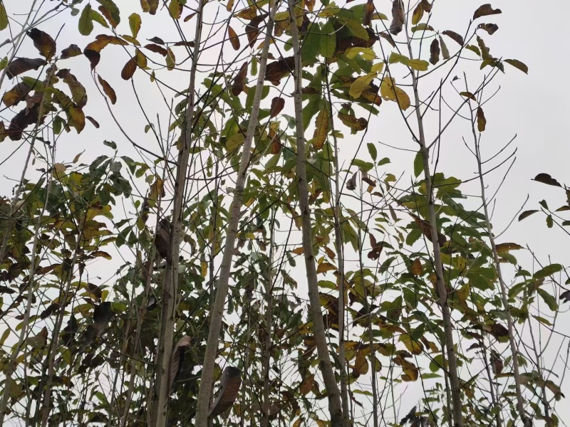 恩施厚朴树常年供应，皮质细腻，香气浓郁，欢迎现场指导选购