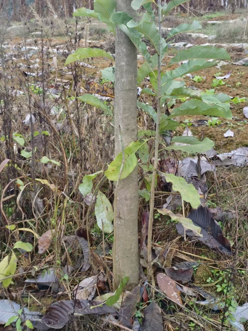 厚朴树湖北直发，皮质细腻香气浓郁！常年供应，货品充足