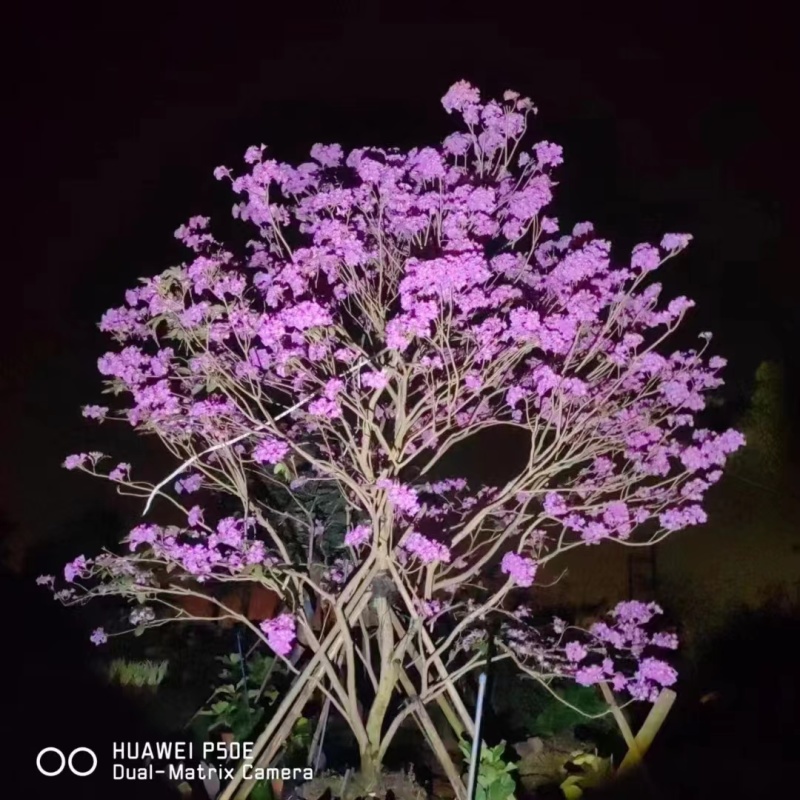 【现挖现发】海南紫花绣球风铃带土发货产地一手货源稳定供应