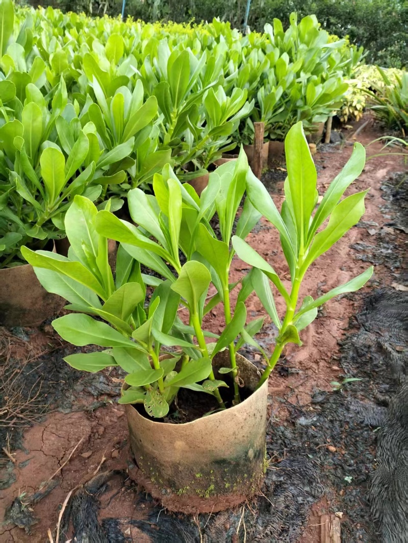 【带土发货】草海桐，欢迎需要的老板选购成活率高批发