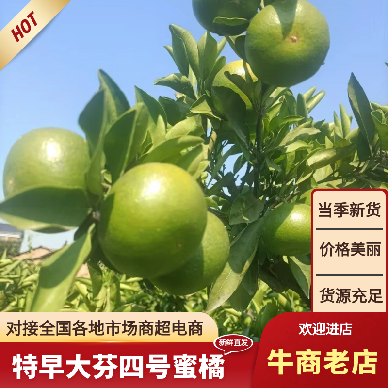 柑橘湖南蜜橘大量上市原产地一手货源全国发货欢迎采购