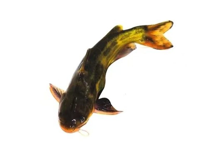【包送云贵川】重庆黄腊丁黄骨鱼苗大小规格其全#聚划算