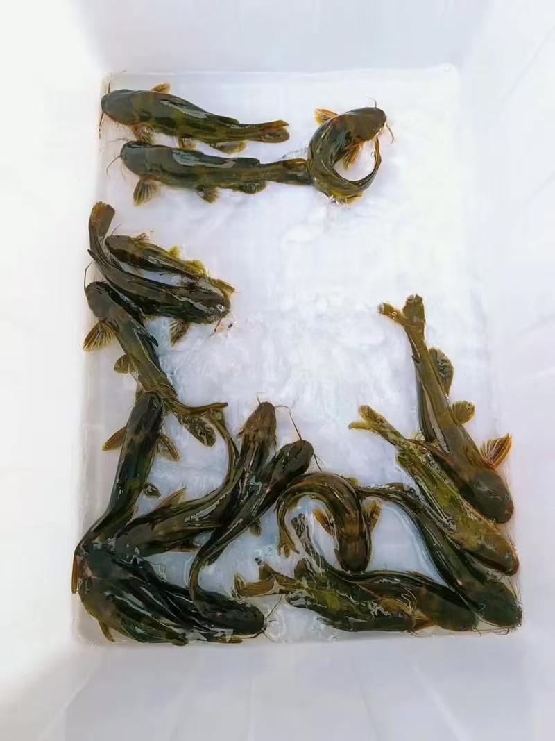 【包送云贵川】重庆黄腊丁黄骨鱼苗大小规格其全#聚划算