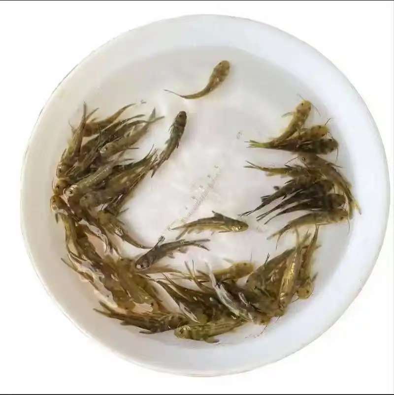 【包送云贵川】重庆黄腊丁黄骨鱼苗大小规格其全#聚划算