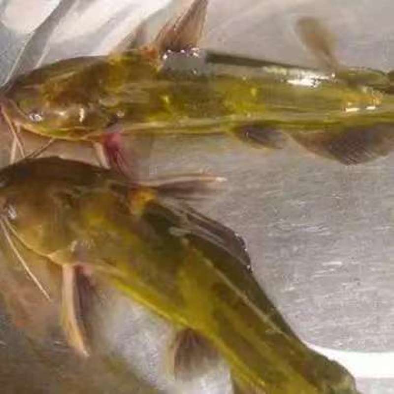 【包送云贵川】重庆黄腊丁黄骨鱼苗大小规格其全#聚划算