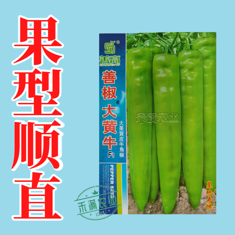 大黄牛大果黄皮牛角椒种籽辣椒种子大全椒种籽蔬菜种籽辣椒种