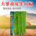 大黄牛大果黄皮牛角椒种籽辣椒种子大全椒种籽蔬菜种籽辣椒种