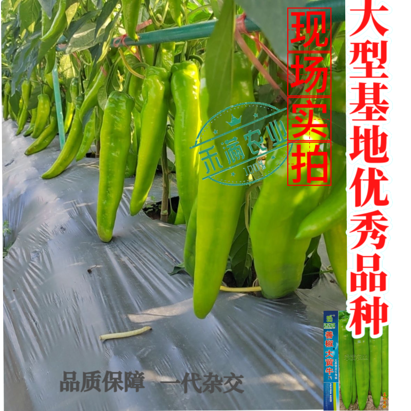 大黄牛大果黄皮牛角椒种籽辣椒种子大全椒种籽蔬菜种籽辣椒种