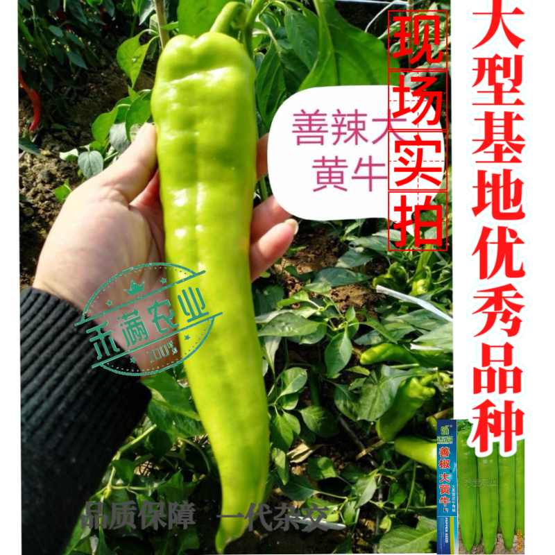 大黄牛大果黄皮牛角椒种籽辣椒种子大全椒种籽蔬菜种籽辣椒种