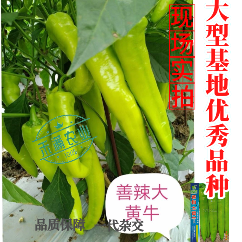 大黄牛大果黄皮牛角椒种籽辣椒种子大全椒种籽蔬菜种籽辣椒种