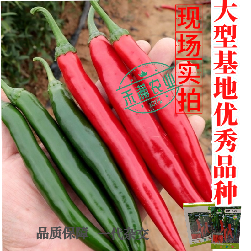 鼎红405早熟大果美人椒种子5g朝地美人辣椒种籽指地椒
