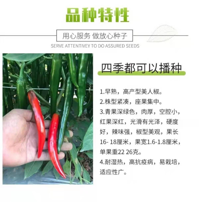鼎红405早熟大果美人椒种子5g朝地美人辣椒种籽指地椒