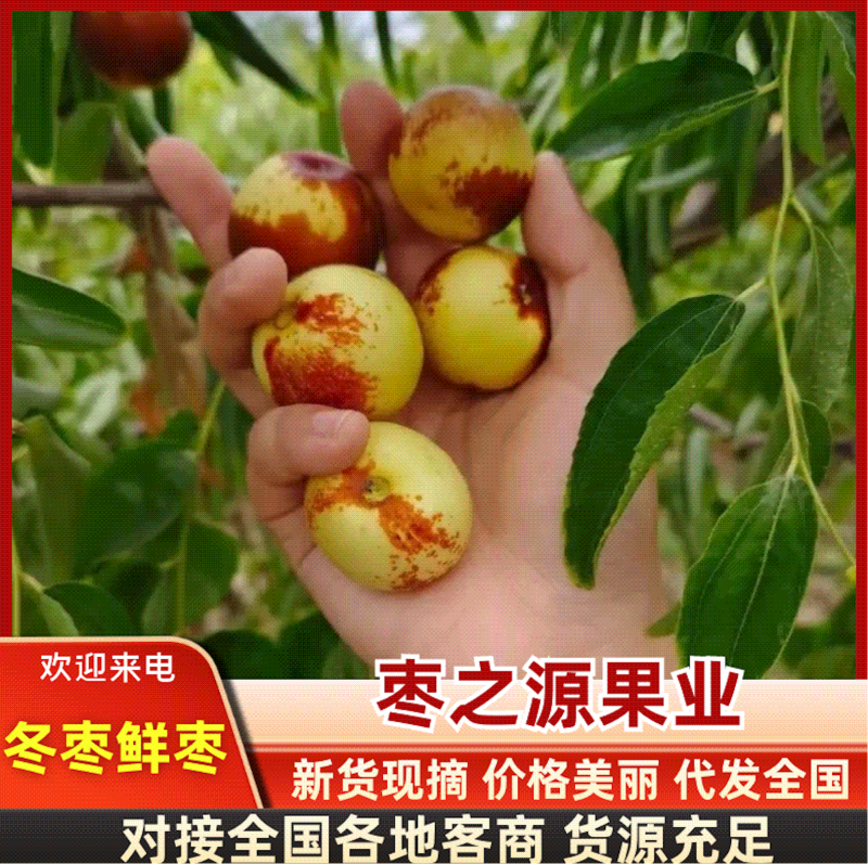 冬枣鲜枣～抖音～快手～拼多多～一件代发～对接各大电商