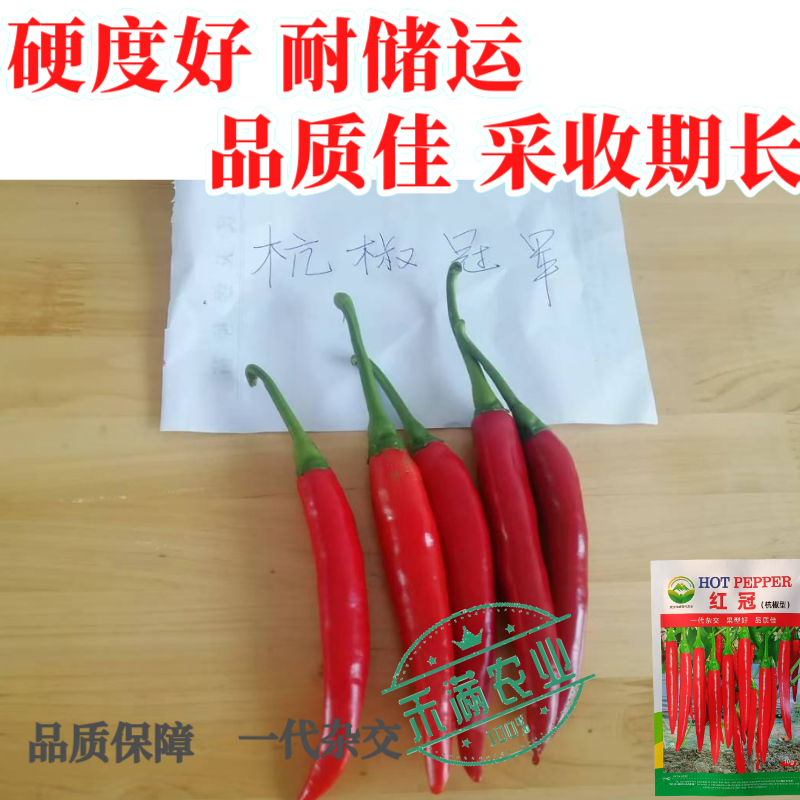 蔬菜基地高端杭椒冠军红冠椒种子羊角椒美人椒辣椒搞病高产种