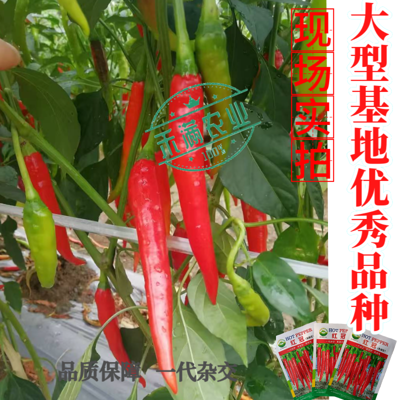 蔬菜基地高端杭椒冠军红冠椒种子羊角椒美人椒辣椒搞病高产种
