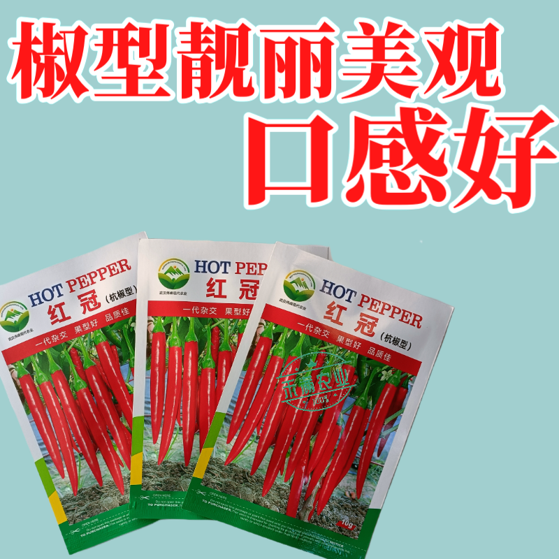 蔬菜基地高端杭椒冠军红冠椒种子羊角椒美人椒辣椒搞病高产种