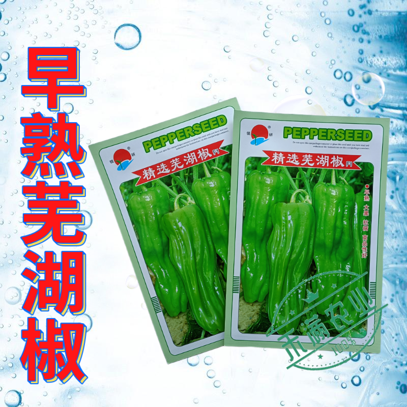 镇研芜湖椒种子基地优品薄皮泡椒种子辣椒种籽孑特大高产蔬菜