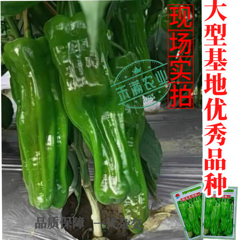 镇研芜湖椒种子基地优品薄皮泡椒种子辣椒种籽孑特大高产蔬菜