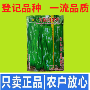 久保田999辣椒种籽早熟耐高温抗糊头大果薄皮芜湖灯笼辣椒