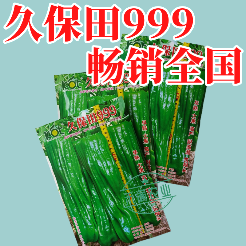 久保田999辣椒种籽早熟耐高温抗糊头大果薄皮芜湖灯笼辣椒