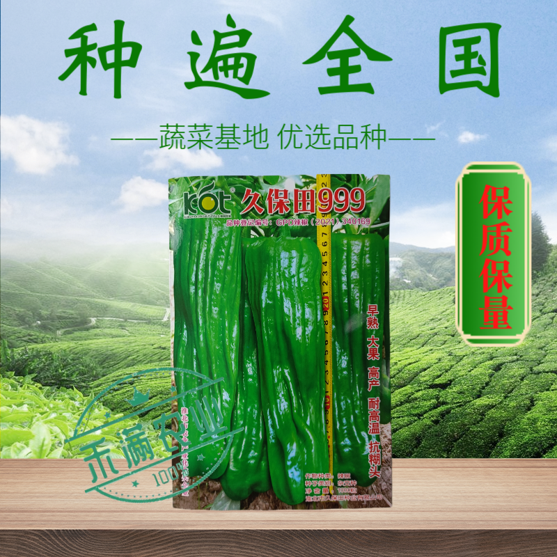 久保田999辣椒种籽早熟耐高温抗糊头大果薄皮芜湖灯笼辣椒