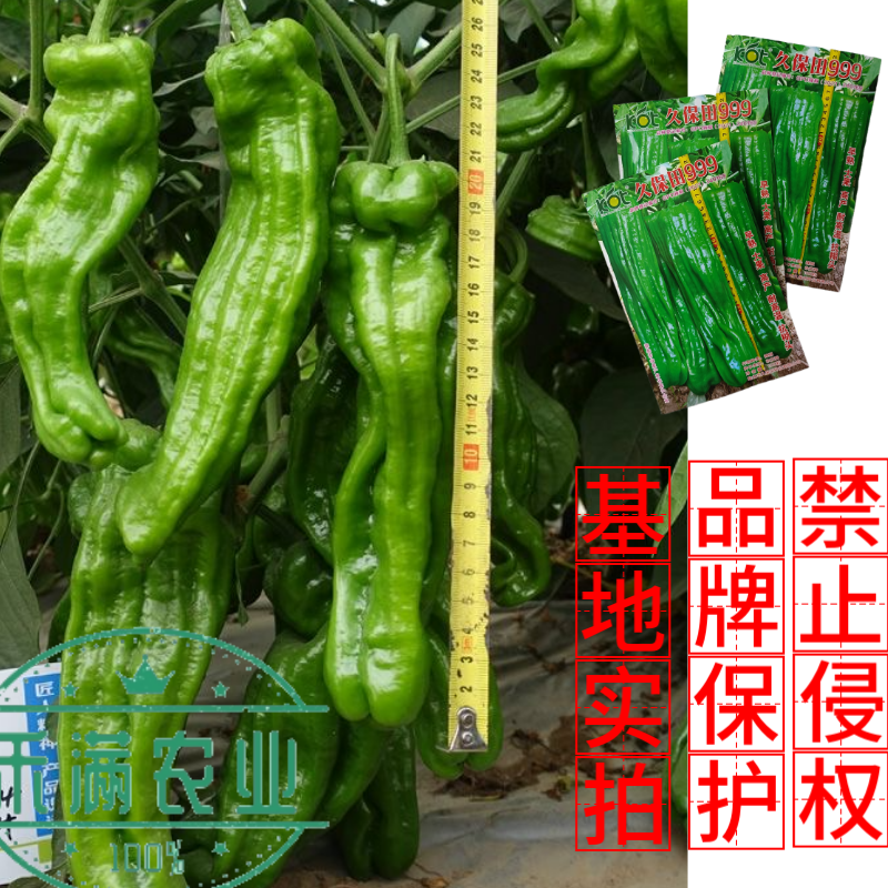 久保田999辣椒种籽早熟耐高温抗糊头大果薄皮芜湖灯笼辣椒
