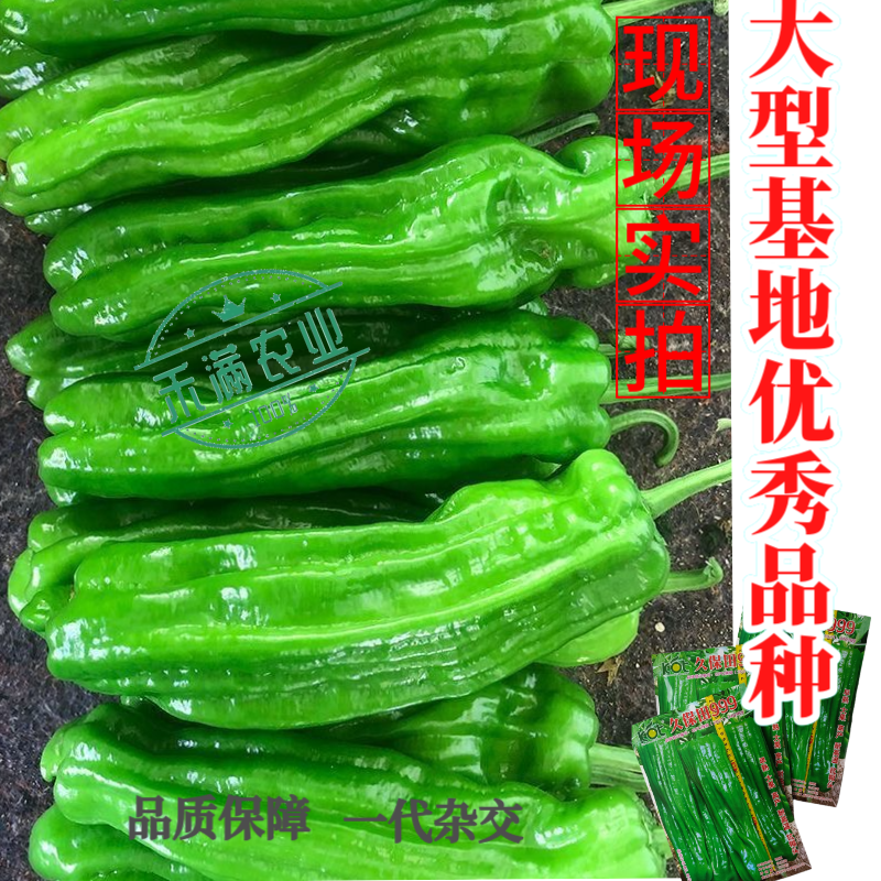 久保田999辣椒种籽早熟耐高温抗糊头大果薄皮芜湖灯笼辣椒
