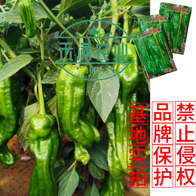 久保田999辣椒种籽早熟耐高温抗糊头大果薄皮芜湖灯笼辣椒