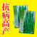 久保田螺丝长线辣椒种子薄皮线椒高产抗病二荆条皱皮螺丝辣椒