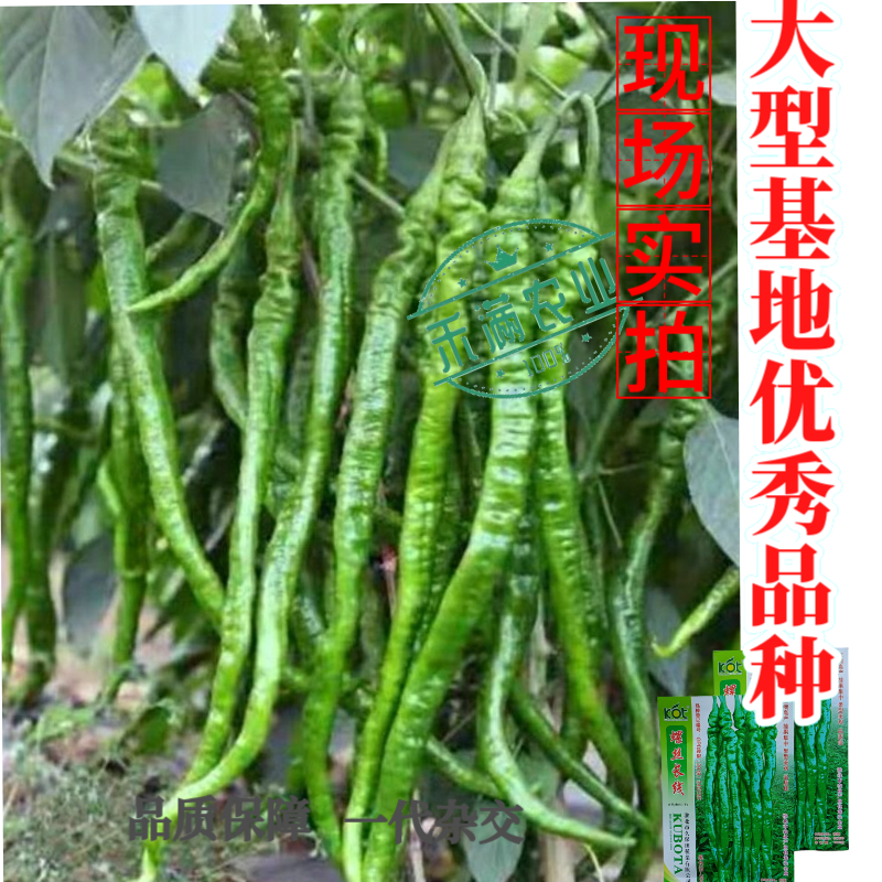 久保田螺丝长线辣椒种子薄皮线椒高产抗病二荆条皱皮螺丝辣椒