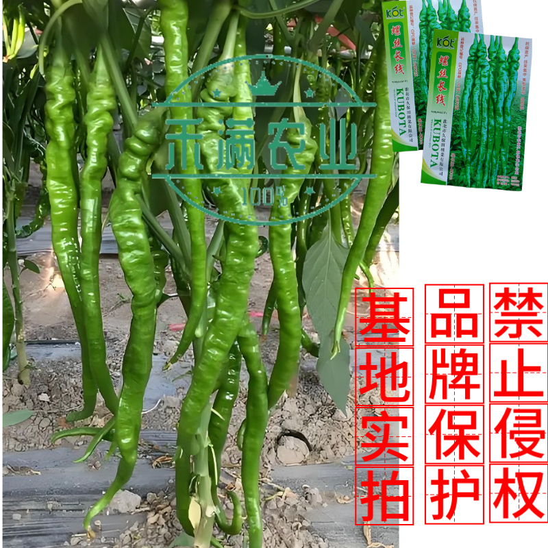 久保田螺丝长线辣椒种子薄皮线椒高产抗病二荆条皱皮螺丝辣椒