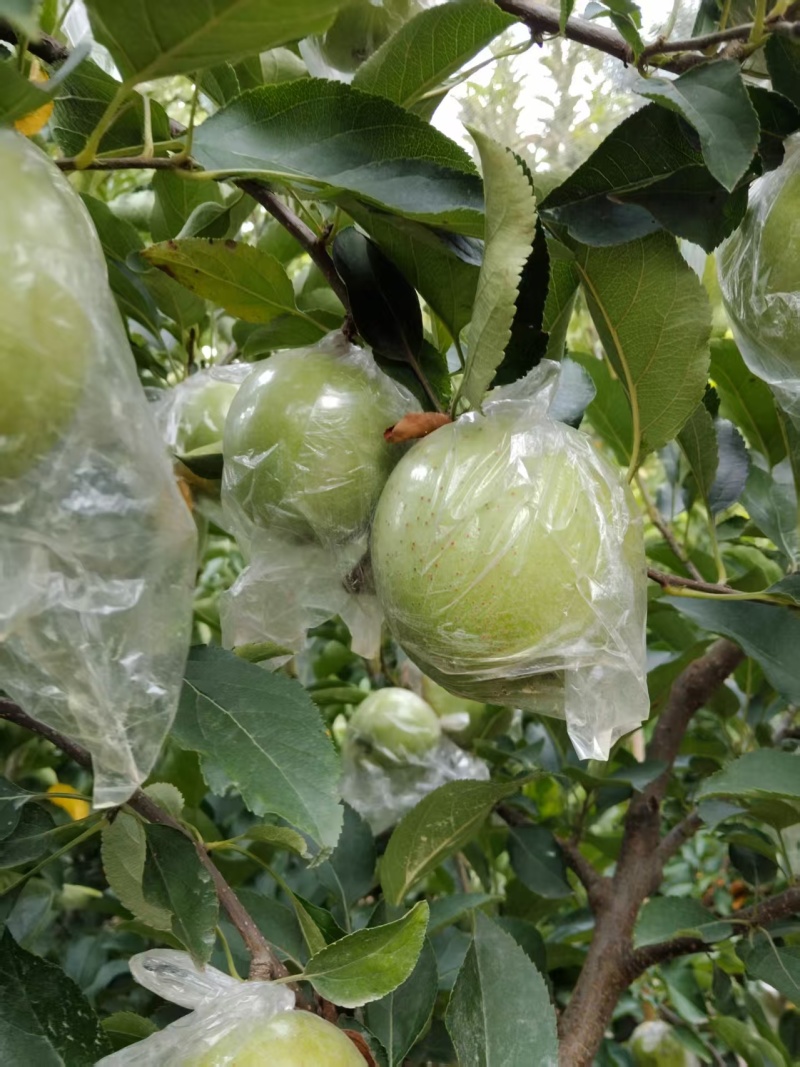 精品苹果王林苹果品质保证基地直发价格实惠