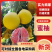 【蜜柚】广西精品蜜柚红心柚皮薄肉甜产地直发欢迎咨询