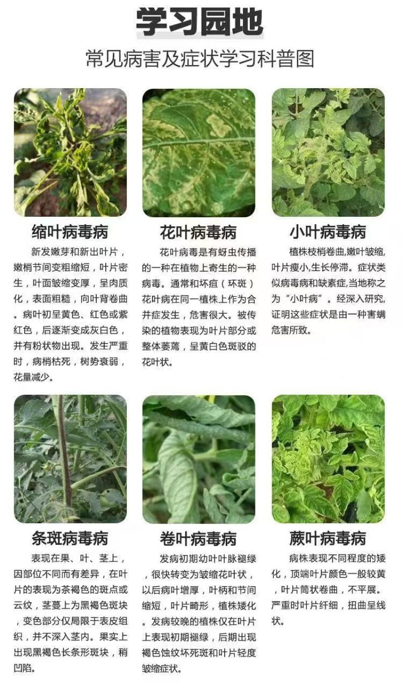 20%吗胍·乙酸铜番茄西红柿病毒病黄叶花叶病毒病农药杀