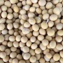 绥农88黄豆黑龙江黄豆大量现货供应，规格齐全，可视频看货