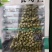 青豌豆种子老品种耐寒脆甜生长快