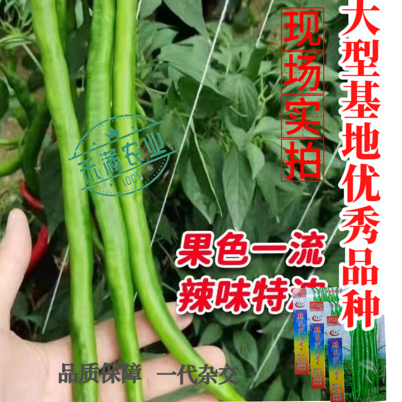 辣天下10辣椒椒种子高产早熟青辣椒微辣种籽辣椒超长种子