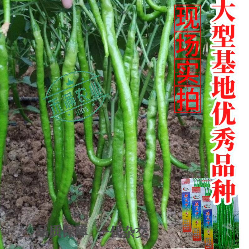 辣天下10辣椒椒种子高产早熟青辣椒微辣种籽辣椒超长种子