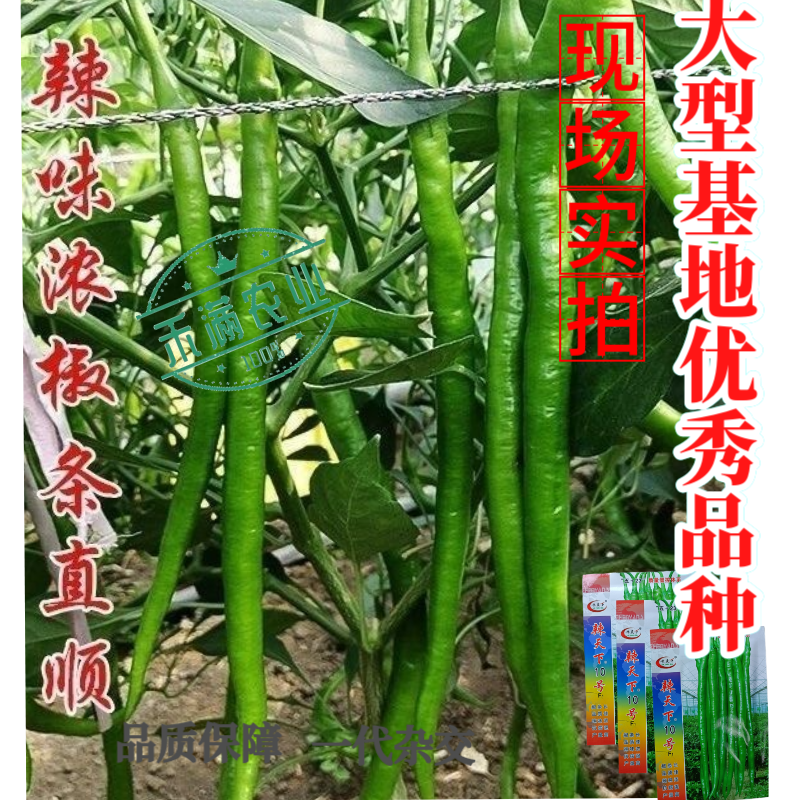 辣天下10辣椒椒种子高产早熟青辣椒微辣种籽辣椒超长种子