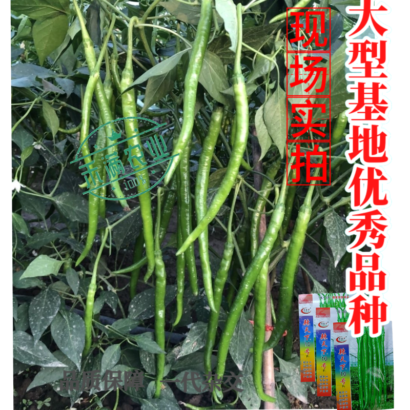 辣天下10辣椒椒种子高产早熟青辣椒微辣种籽辣椒超长种子