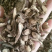 广豆根