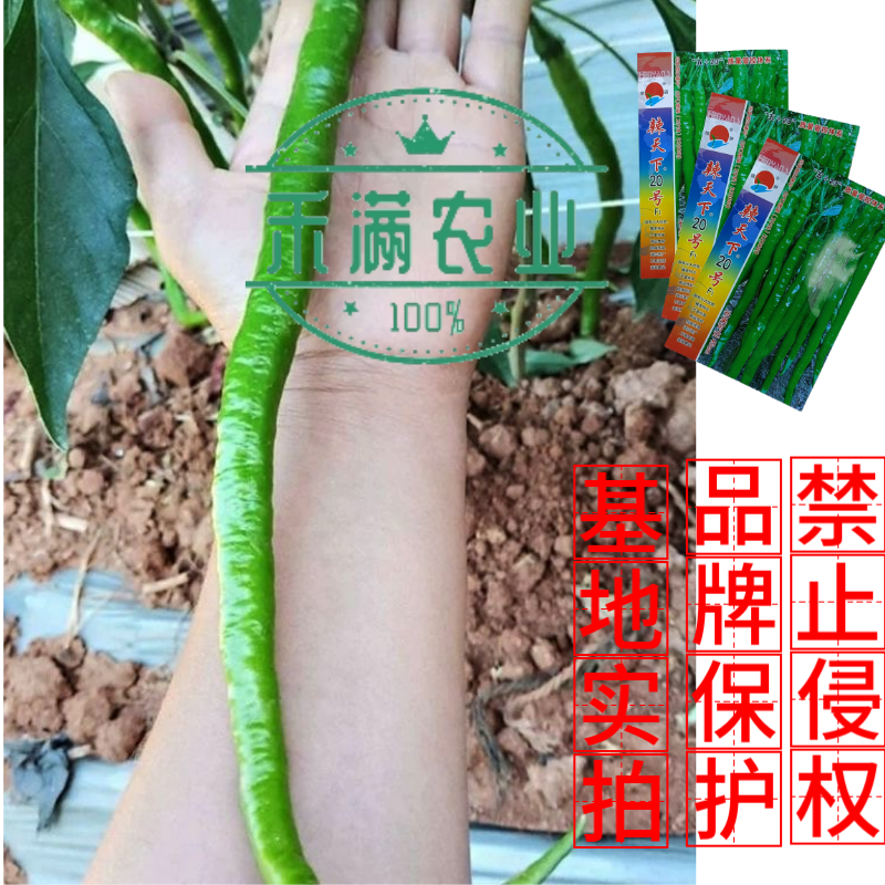 辣天下20辣椒椒种子高产早熟青辣椒微辣种籽辣椒超长种子