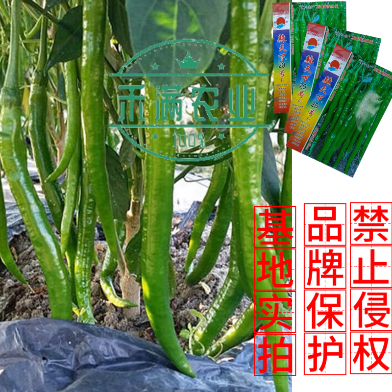 辣天下20辣椒椒种子高产早熟青辣椒微辣种籽辣椒超长种子