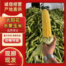 太阳花水果玉米对接各大工厂市场电商超市，一手货源品质保证