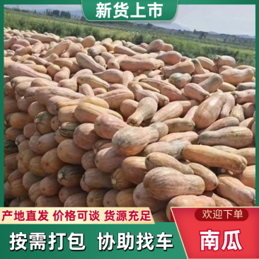【南瓜】湖北老南瓜金韩蜜本南瓜基地直发供应全国市场