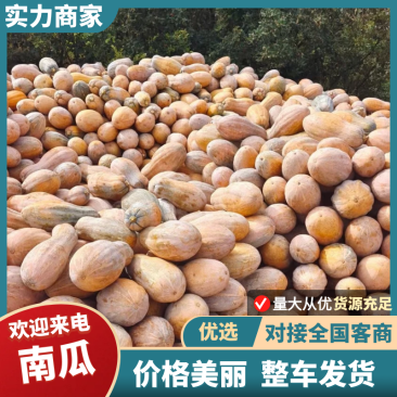 【放心购买】湖北南瓜金韩蜜本南瓜个头均匀皮毛干净