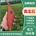 【商家推荐】西瓜红红薯湖北襄阳红薯耐储存利润高销量好