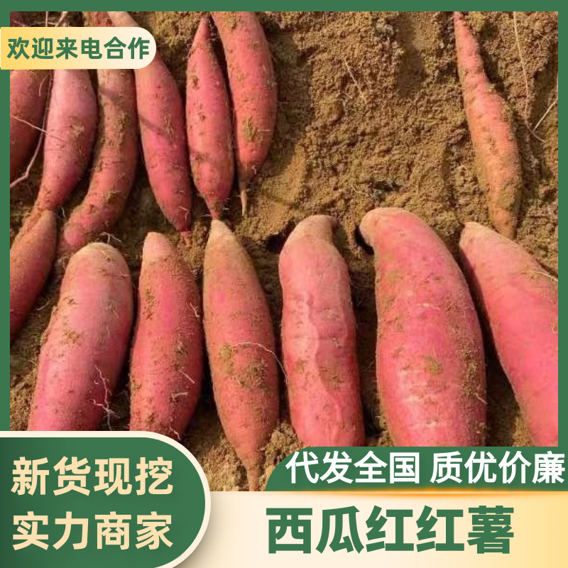 湖北襄阳西瓜红红薯新鲜采摘基地直发供应电商市场加工厂