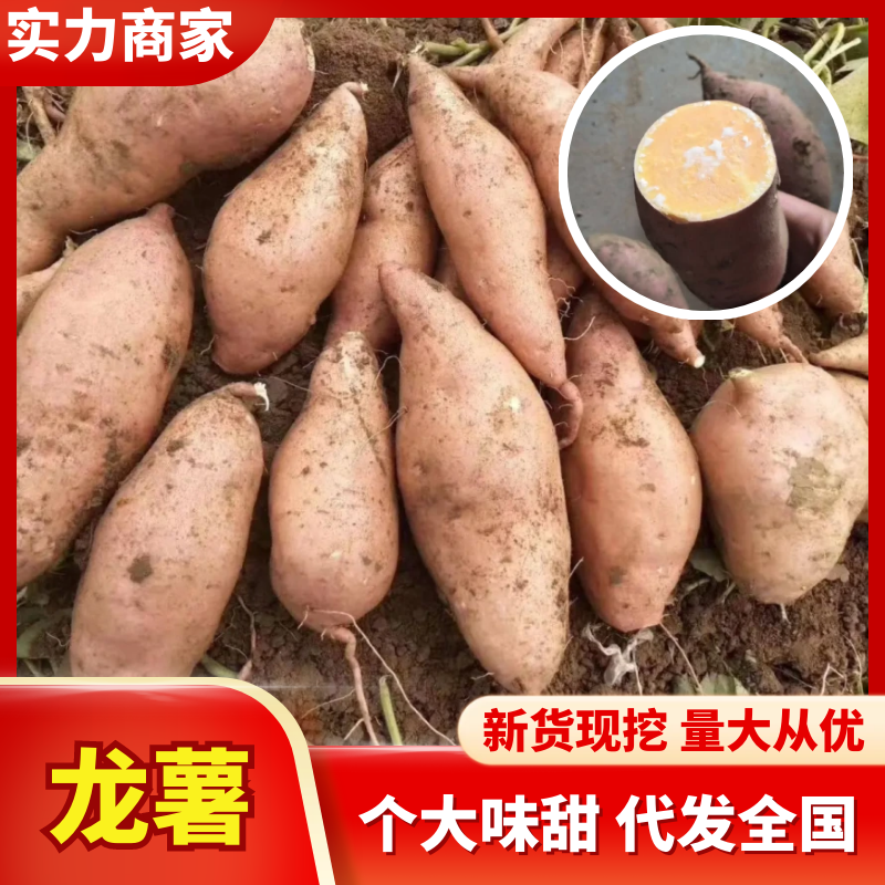 【实力供货】龙薯湖北精品龙薯九号万亩基地持续供应